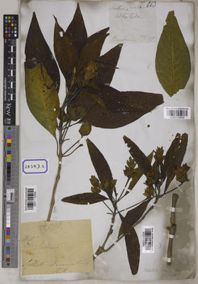 Kew Gardens K001115960:  De Silva, F. [Cat. no. 2434]