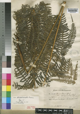 Kew Gardens K000435443:  Hildebrandt, J.M. [3479] Madagascar