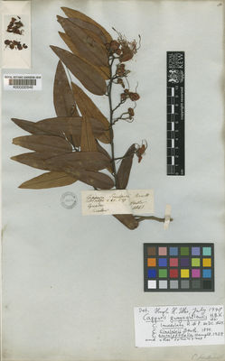 Kew Gardens K000220546:  Sinclair, A. [s.n.] Ecuador