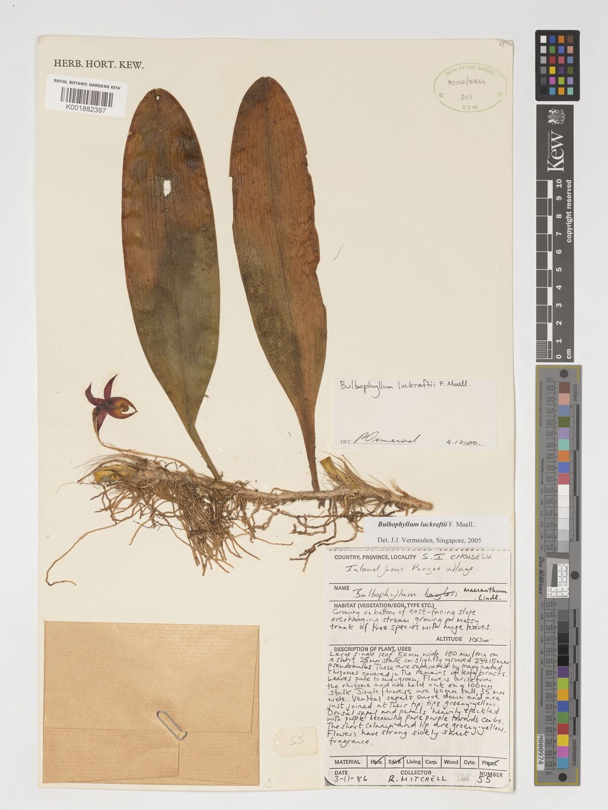 Bulbophyllum luckraftii