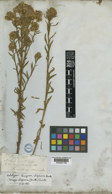 Kew Gardens K000221735:  s.coll. [1131] Ecuador