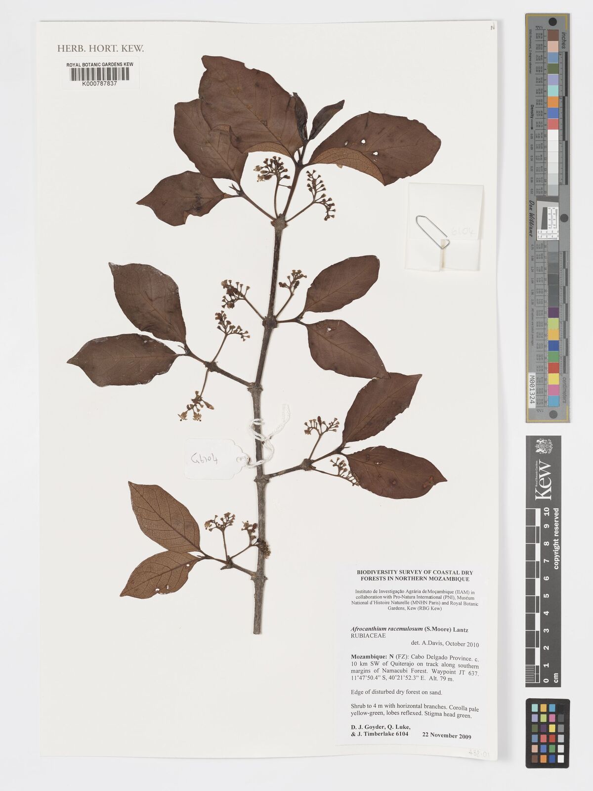 Afrocanthium racemulosum