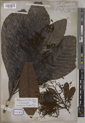 Kew Gardens K001128987:  s.coll. [Cat. no. 8114]