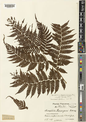 Kew Gardens K000783178:  Schlechter, R. [17635] Papua New Guinea