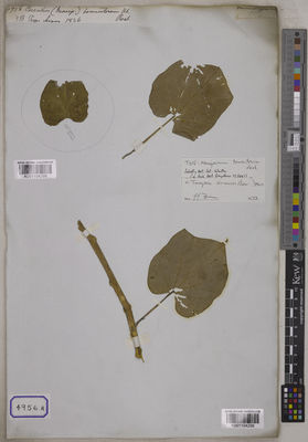 Kew Gardens K001104299:  s.coll. [Cat. no. 4956]