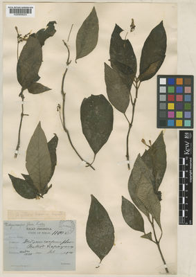 Kew Gardens K000858203:  s.coll. [11901] Malaysia