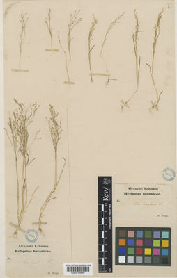 Kew Gardens K000789848:  Bunge, A.A. [s.n.] Middle Asia