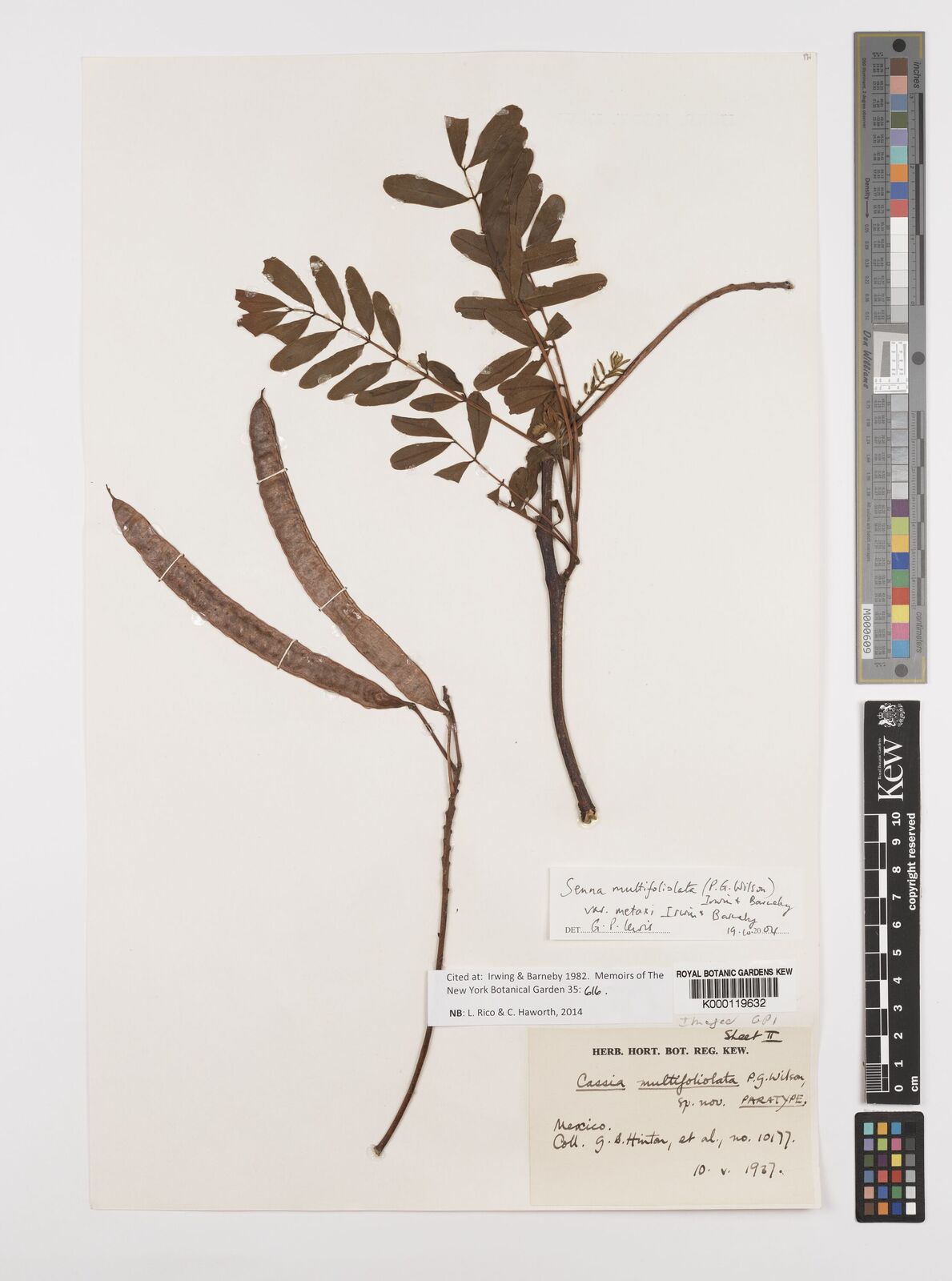Kew Gardens K000119632:  Hinton, G.B. [10177] Mexico