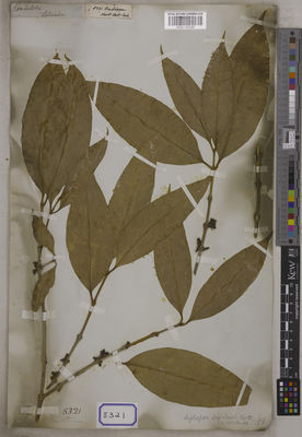 Kew Gardens K001125246:  s.coll. [Cat. no. 8321]