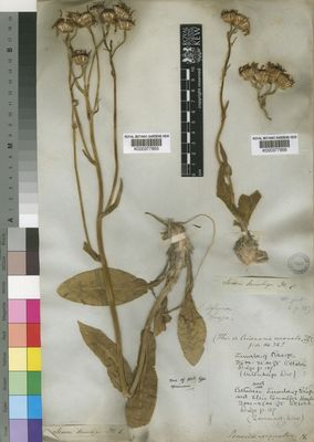 Kew Gardens K000377856:  Drege [s.n.] South Africa