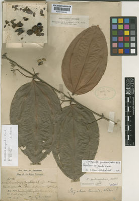 Kew Gardens K000450695:  Dr King's collector [7193]