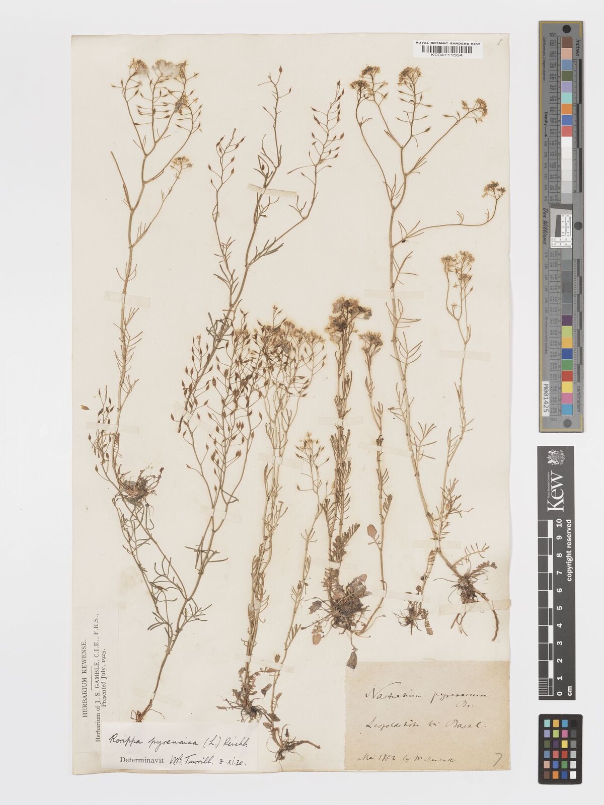 Rorippa pyrenaica