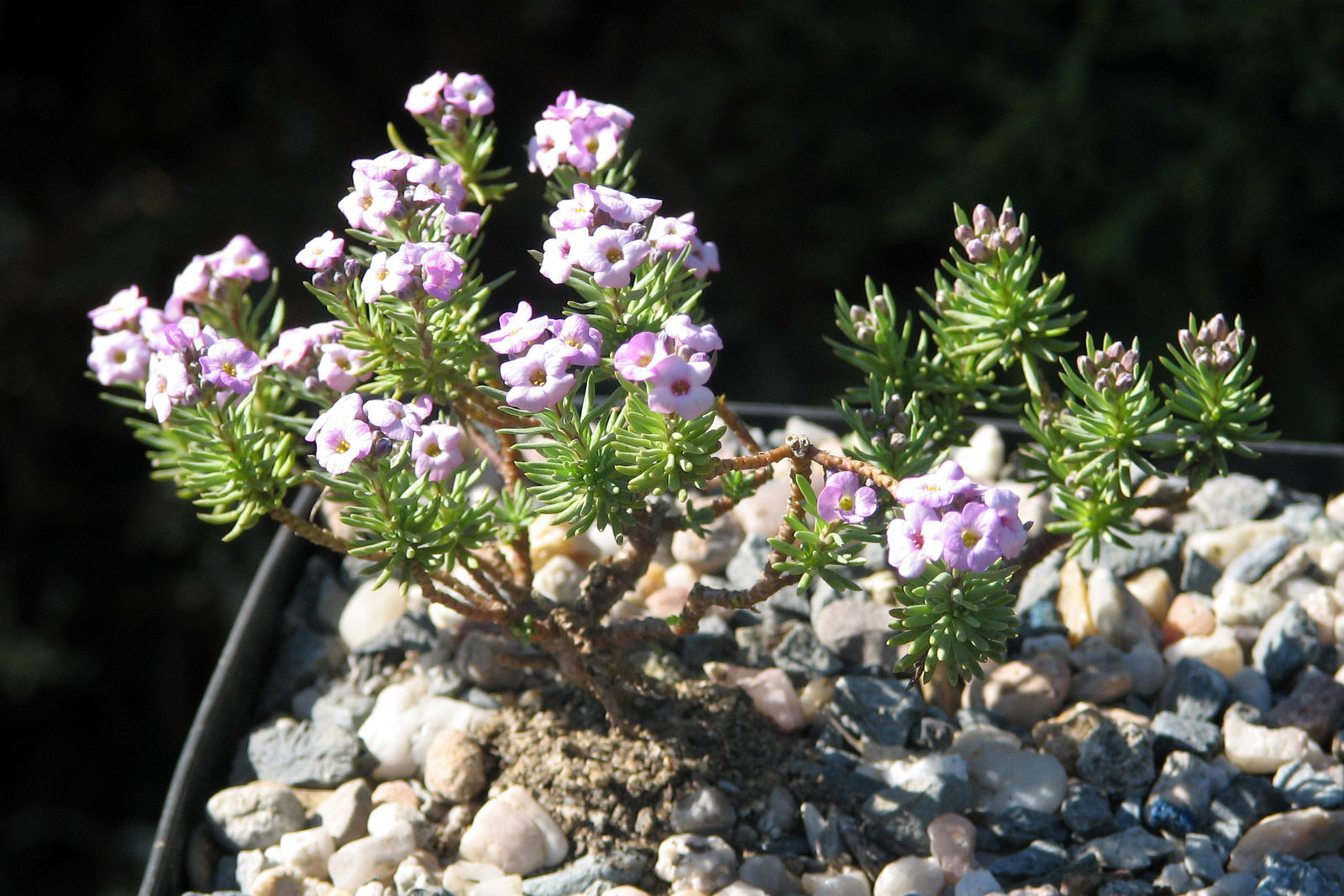 Aethionema Subulatum (Boiss. & Heldr.) Boiss. | Plants Of The World ...