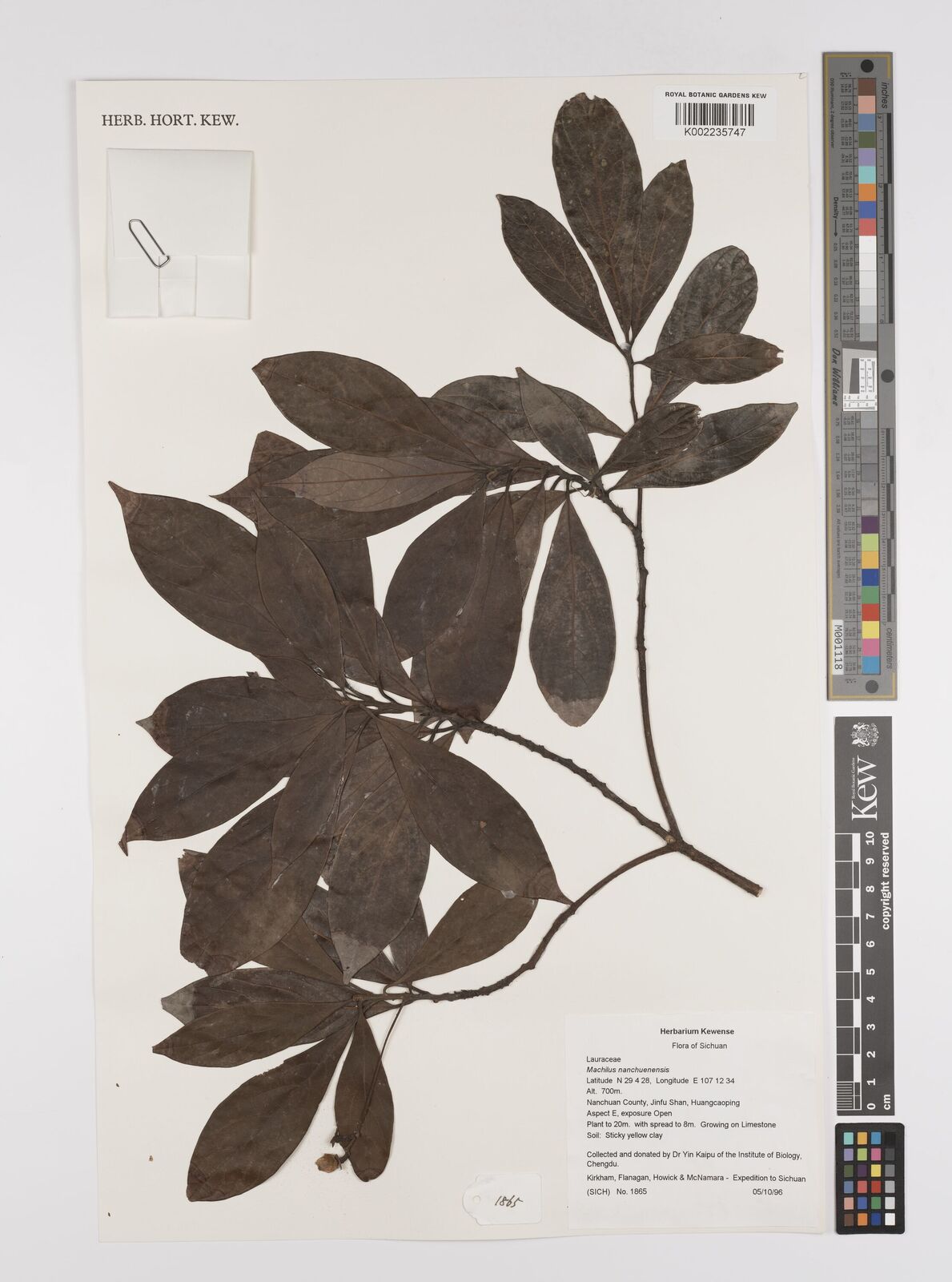 Machilus nanchuanensis