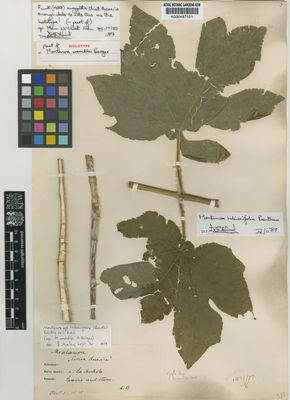 Kew Gardens K000487551:  Werckle, C. [s.n.] Costa Rica