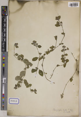 Kew Gardens K001115813:  s.coll. [Cat. no. 2382]