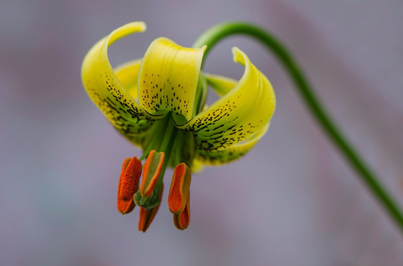 Liliaceae Juss. | Plants of the World Online | Kew Science