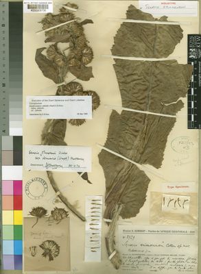 Kew Gardens K000306736:  Humbert, H. [8929] Congo, Democratic Republic of the