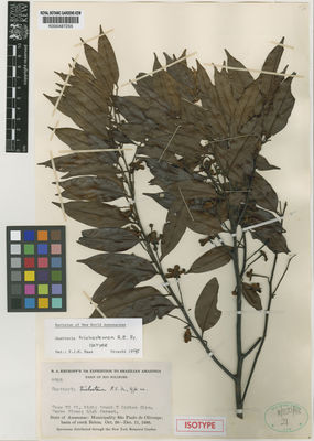 Kew Gardens K000487255:  Krukoff, B.A. [8862] Brazil