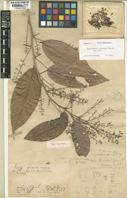 Kew Gardens K000501052:  Dr King's Collector [2384] Malaysia