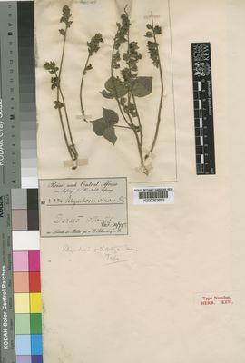 Kew Gardens K000263685:  Schweinfurth, G. [2779]