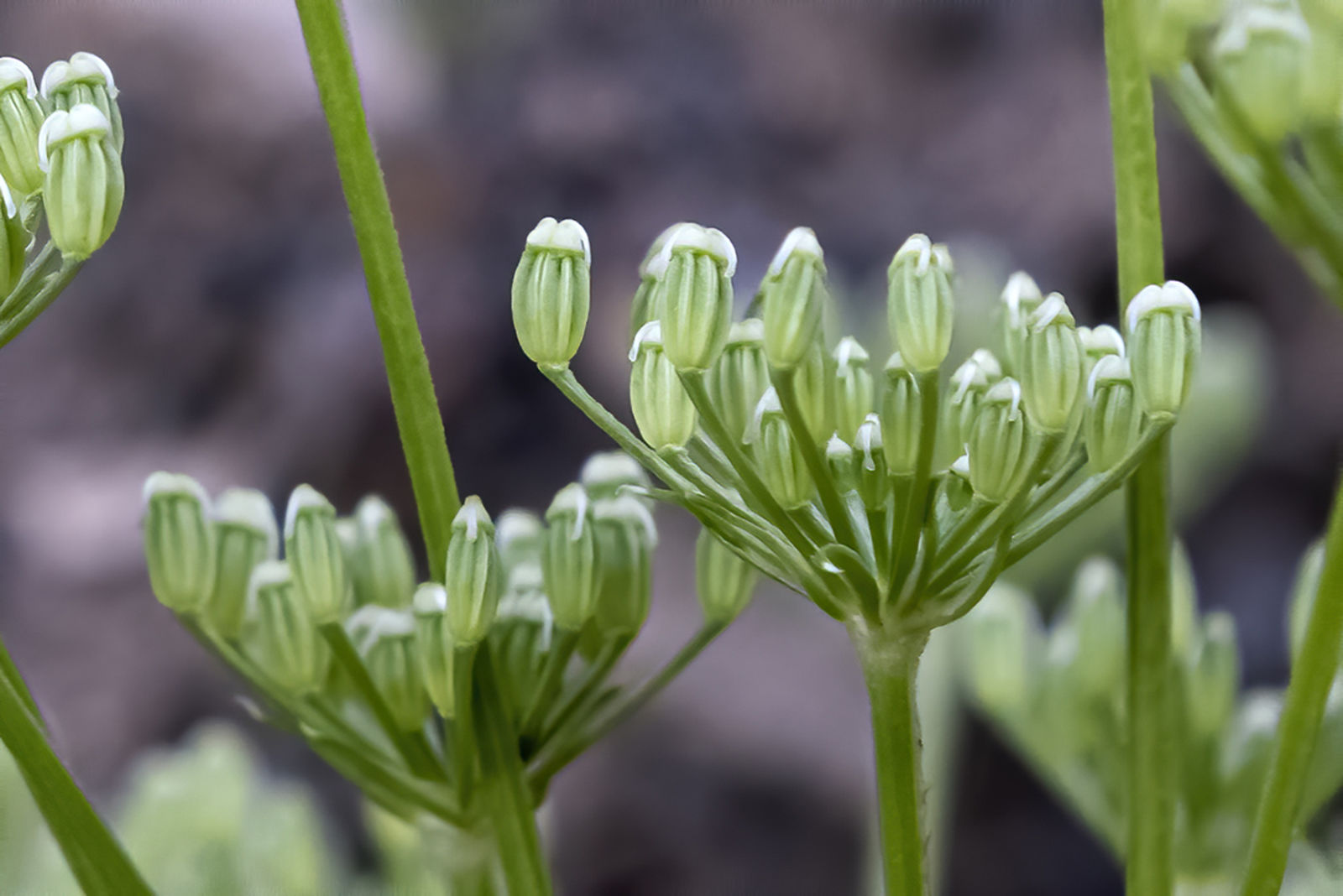 Ligusticum L. | Plants Of The World Online | Kew Science