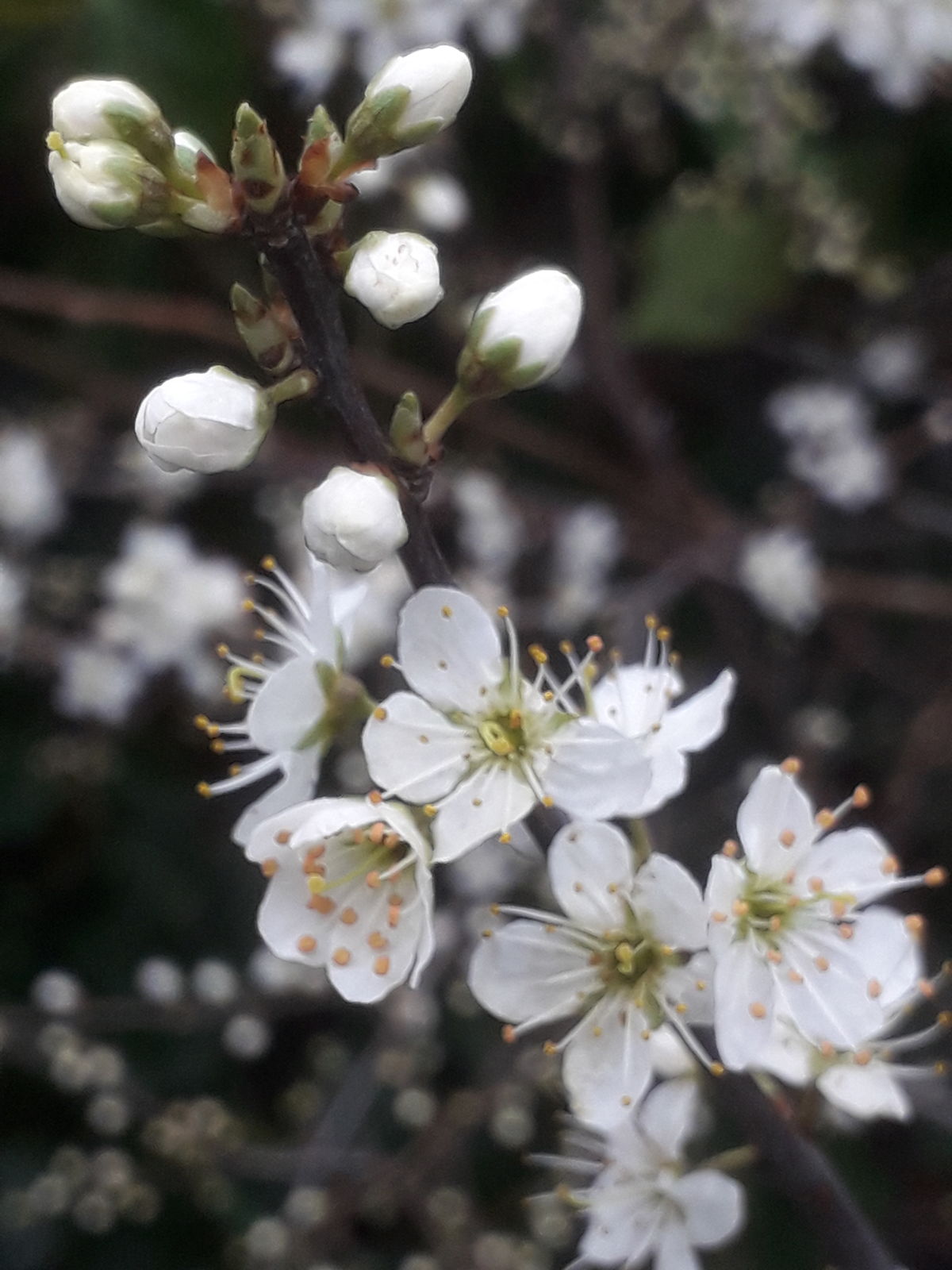 Prunus × fruticans Weihe | Plants of the World Online | Kew Science