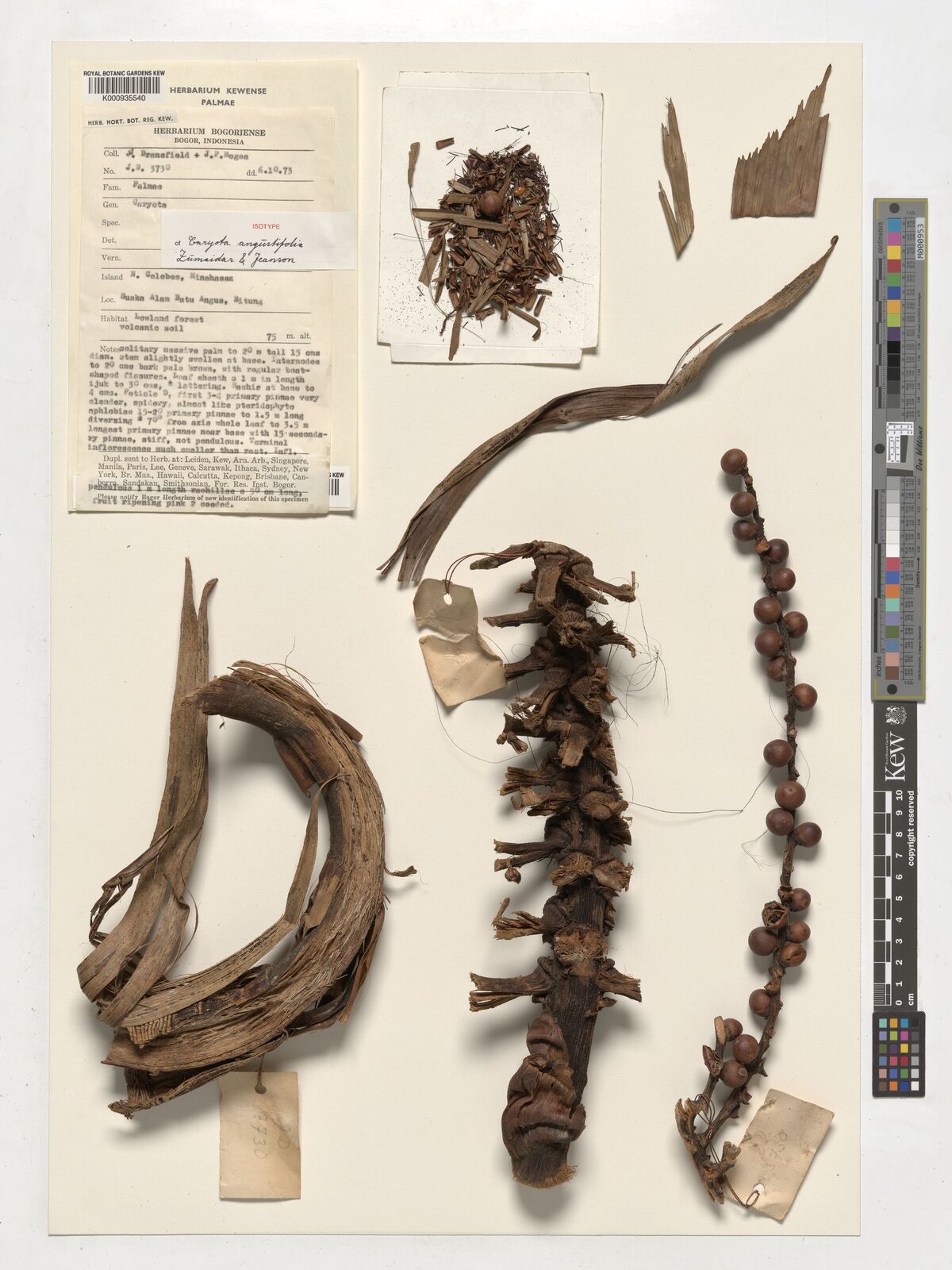 Kew Gardens K000935540:  Dransfield, J.; Mogea, J.P. [JD3730] Indonesia