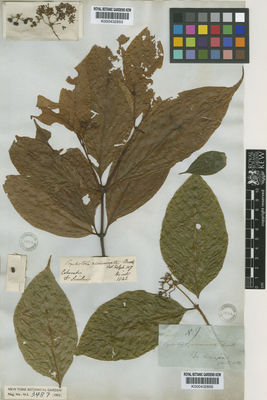 Kew Gardens K000432855:  Hinds, R.B.; Sinclair, A. [s.n.] Colombia