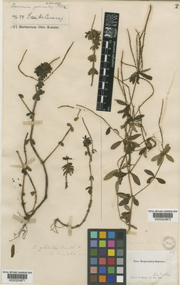 Kew Gardens K000324872:  Holton, I.F. [s.n.] Colombia