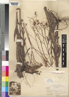 Kew Gardens K000311498:  Gossweller, J. [3073] Angola