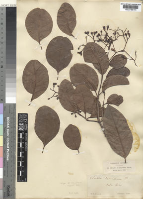 Kew Gardens K000195144:  Alexander, R.C. [s.n.] Jamaica