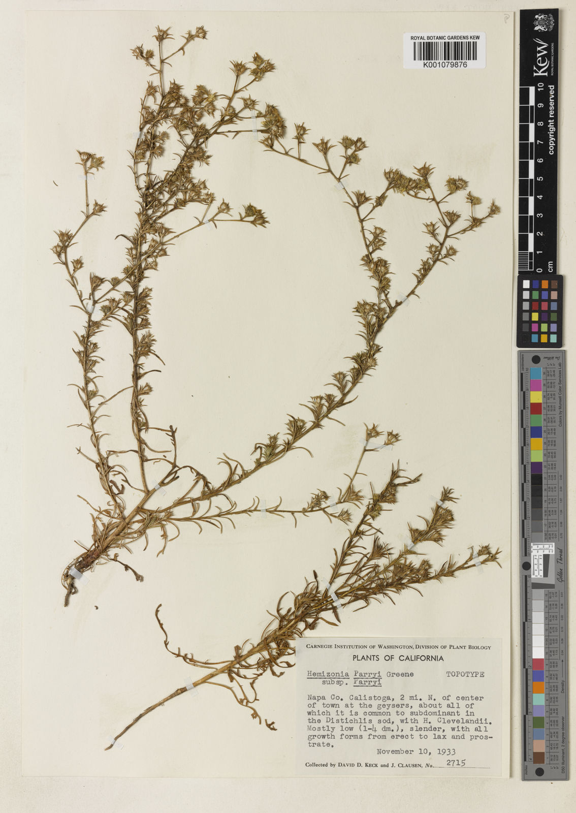 Centromadia parryi (Greene) Greene | Plants of the World Online | Kew ...