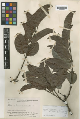 Kew Gardens K000529987:  Krukoff, B.A. [[8696]] Brazil