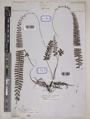 Kew Gardens K001109187:  s.coll. [Cat. no. 76]