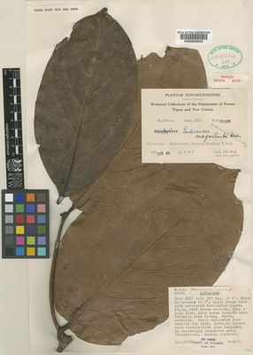 Kew Gardens K000009845:  White, K.J. [10270] Papua New Guinea