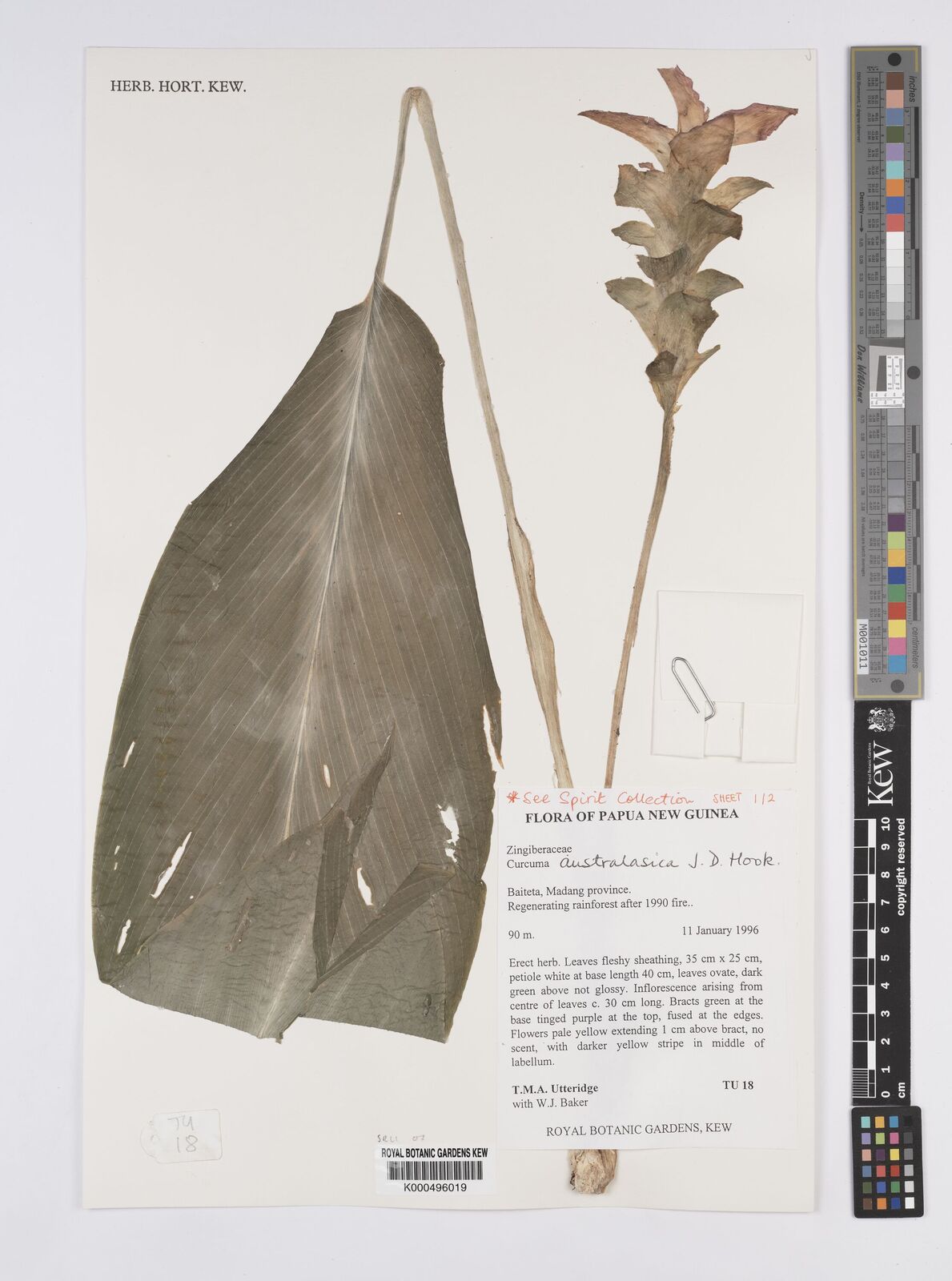Kew Gardens K000496019:  Utteridge, T.M.A.; Baker, W.J. [18] Papua New Guinea