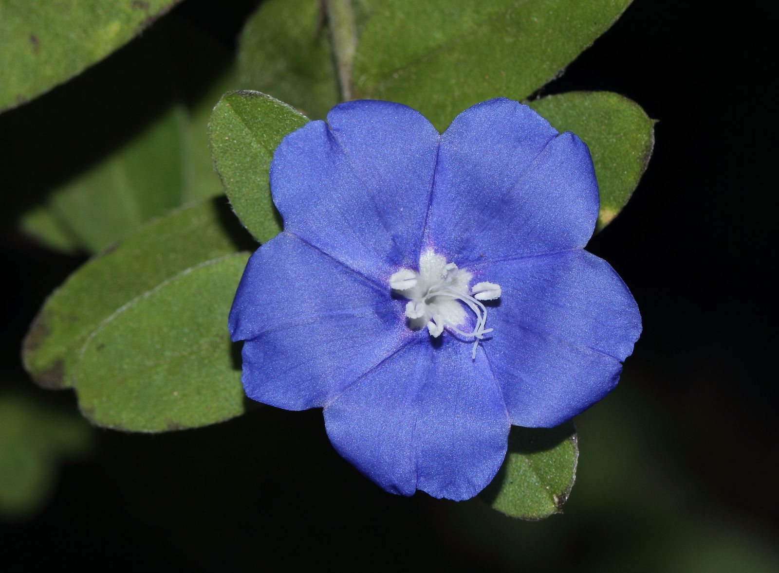 © copyright of the Board of Trustees of the Royal Botanic Gardens, Kew.