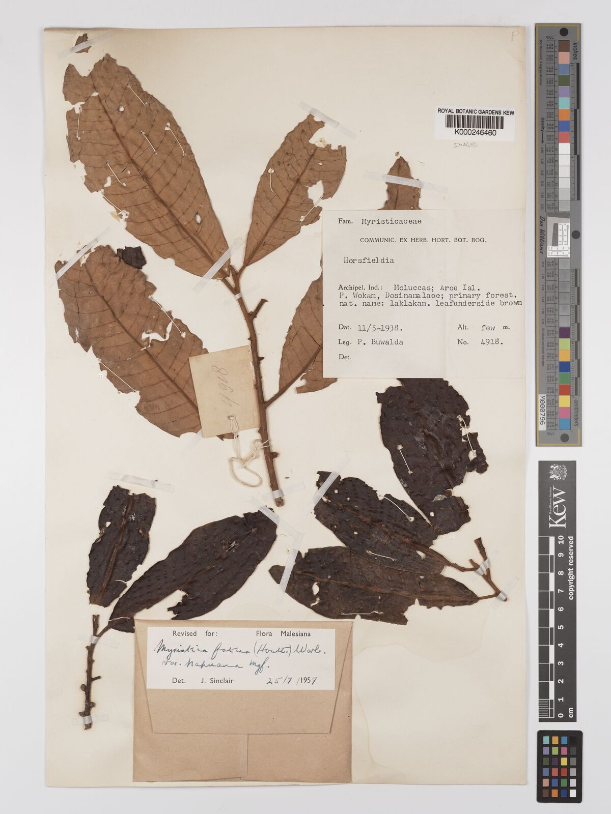 Kew Gardens K000246460:  Buwalda, P. [4918]