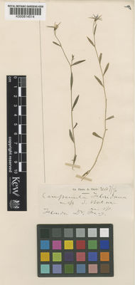 Kew Gardens K000814514:  Feay, F.W. [s.n.] United States