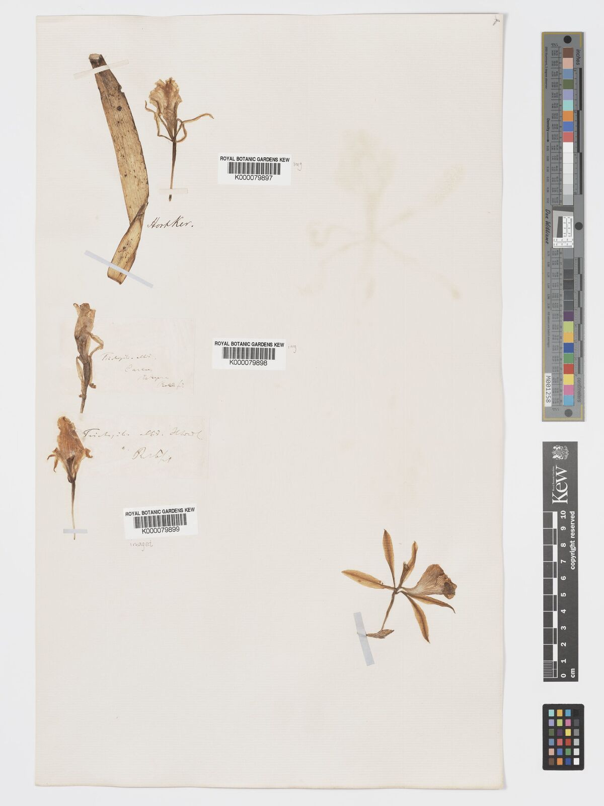 Kew Gardens K000079898:  Wagner [s.n.] Venezuela