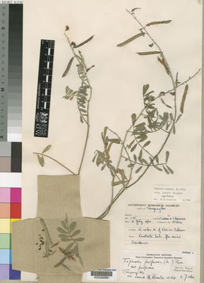 Kew Gardens K000262681:  Leach; Brunton [10164] Tanzania