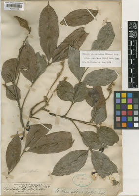 Kew Gardens K000657298:  Maingay, A.C. [s.n.] Malaysia