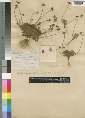 Kew Gardens K000378360:  Bolus, H. [7329] South Africa