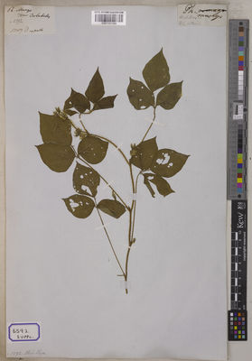 Kew Gardens K001121398:  s.coll. [Cat. no. 5592]