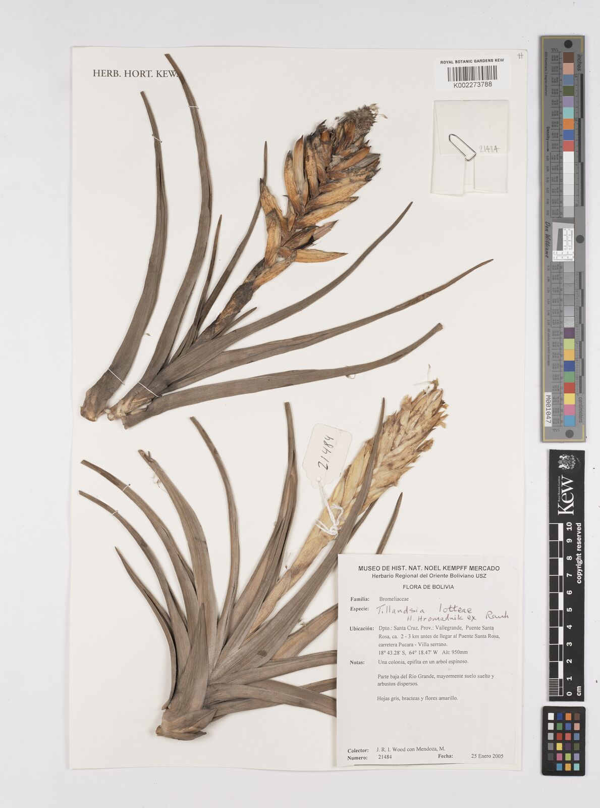 Tillandsia lotteae H.Hrom. ex Rauh | Plants of the World Online | Kew  Science