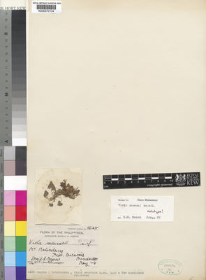 Kew Gardens K000370134:  Mearns, E.A.; Hutchinson [4625] Philippines