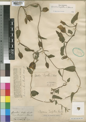 Kew Gardens K000097363:  Scott, L. [s.n.] Mozambique