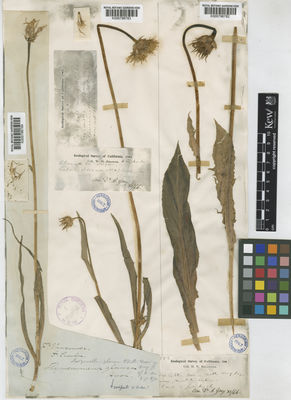 Kew Gardens K000796783:  Kronkite [s.n.] United States