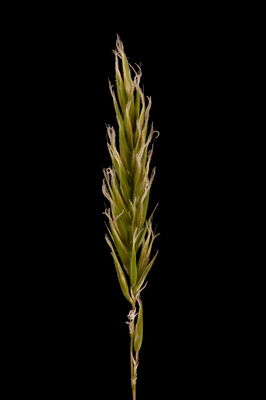Anthoxanthum odoratum L. | Plants of the World Online | Kew Science
